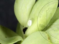 Голубянка-арион_хорион